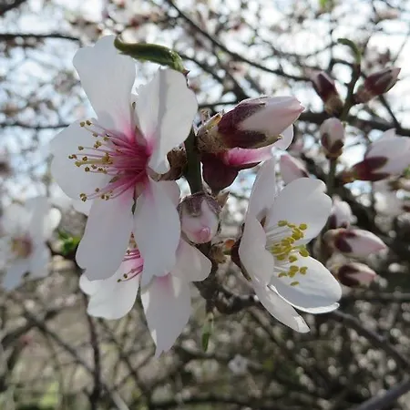 Guest house In Duplex Costa Del Silencio
